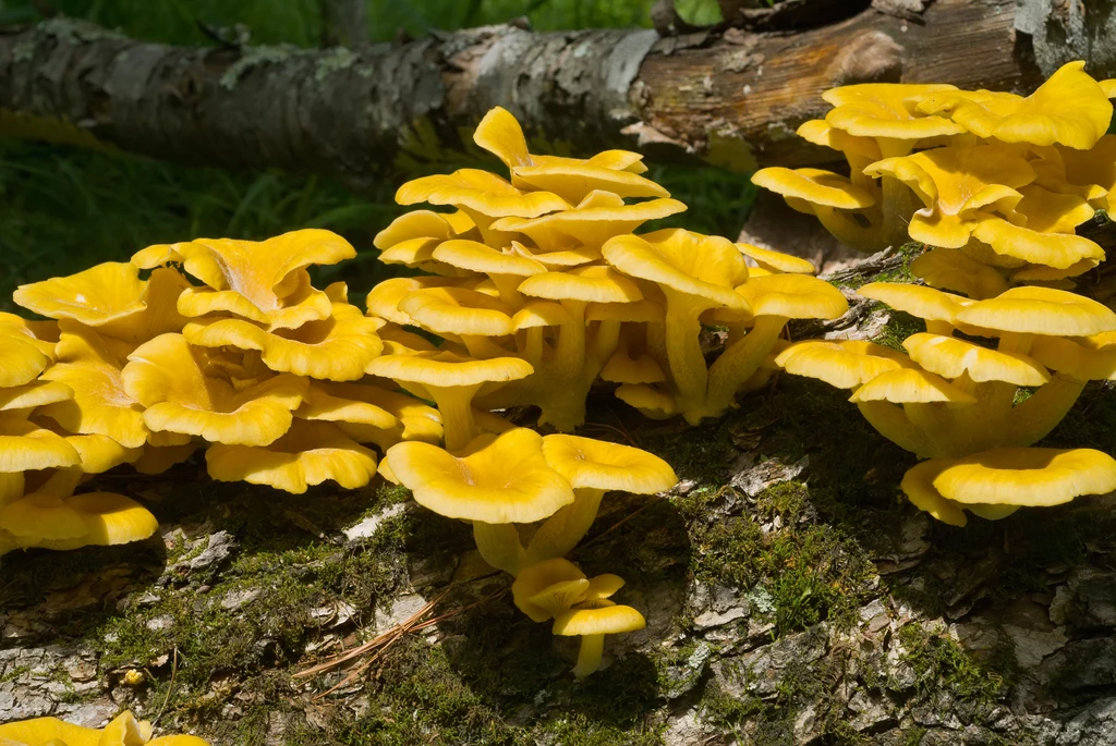 Boczniak cytrynowy uchodzi za grzyb bardzo smaczny Boczniak cytrynowy uchodzi za grzyb bardzo smaczny