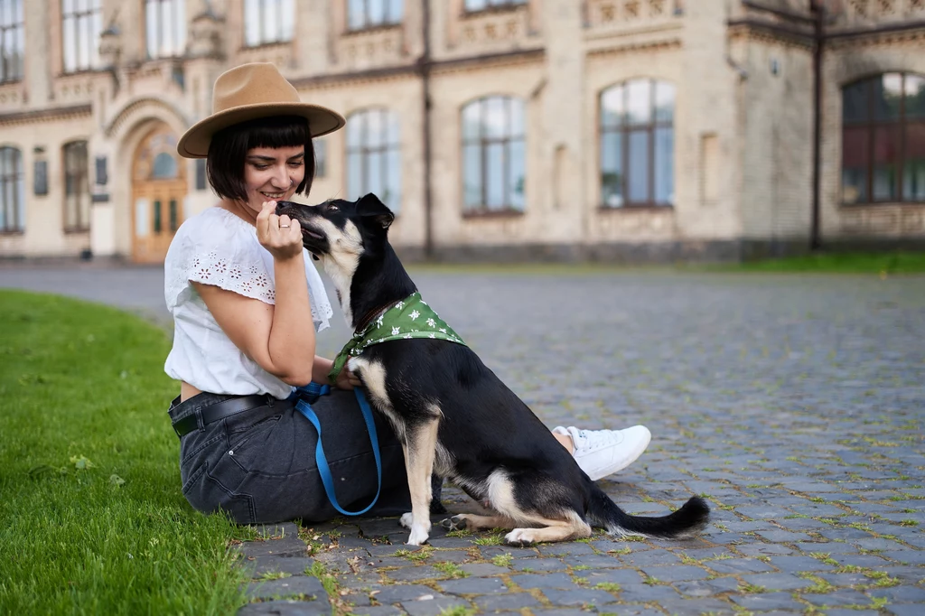 Jak wygląda pet sitting?
