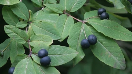 Owoce wiciokrzewu czarnego są silnie trujące