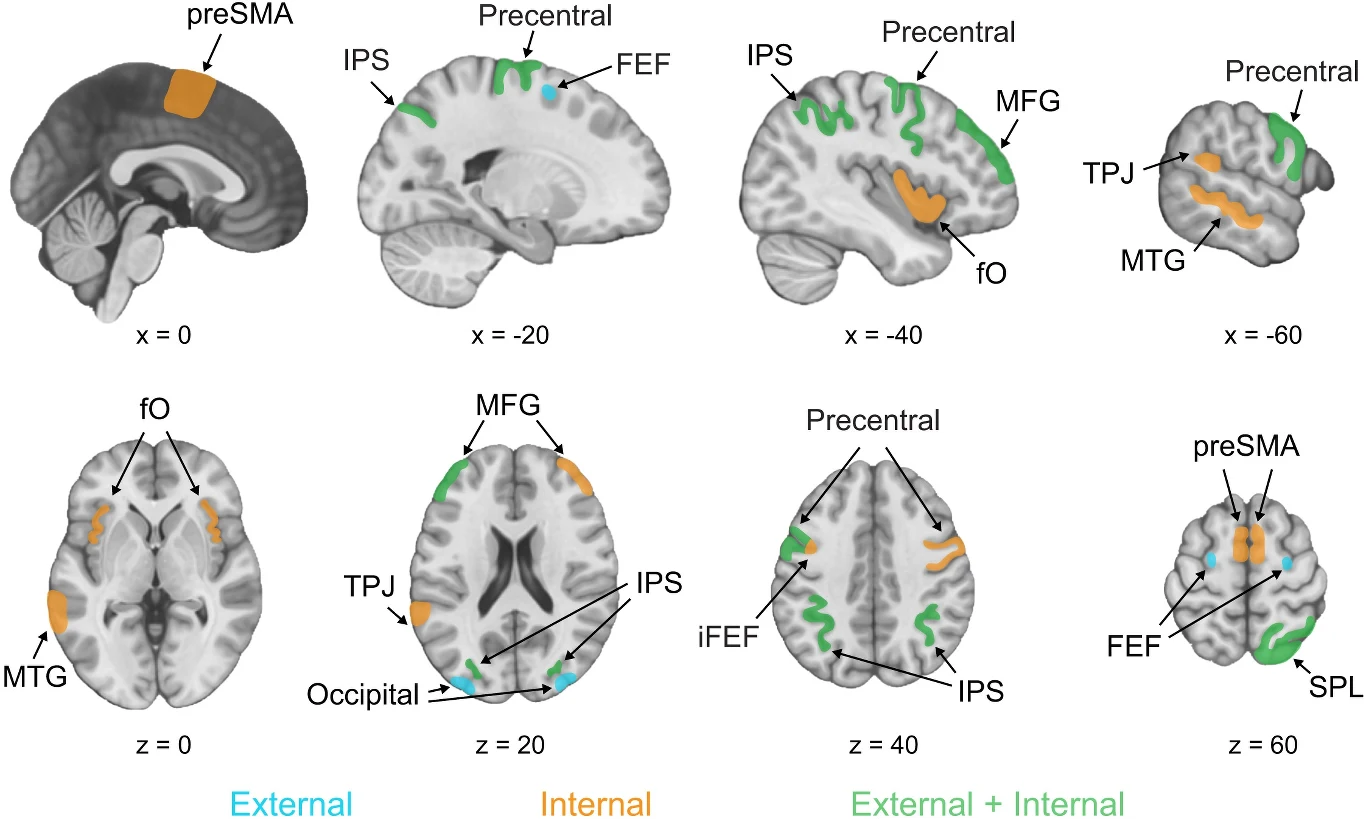 Obraz przedstawia przekroje mózgu z oznaczonymi różnymi obszarami funkcjonalnymi pokolorowanymi na pomarańczowo, zielono i niebiesko oraz podpisanymi skrótami nazw struktur mózgowych.