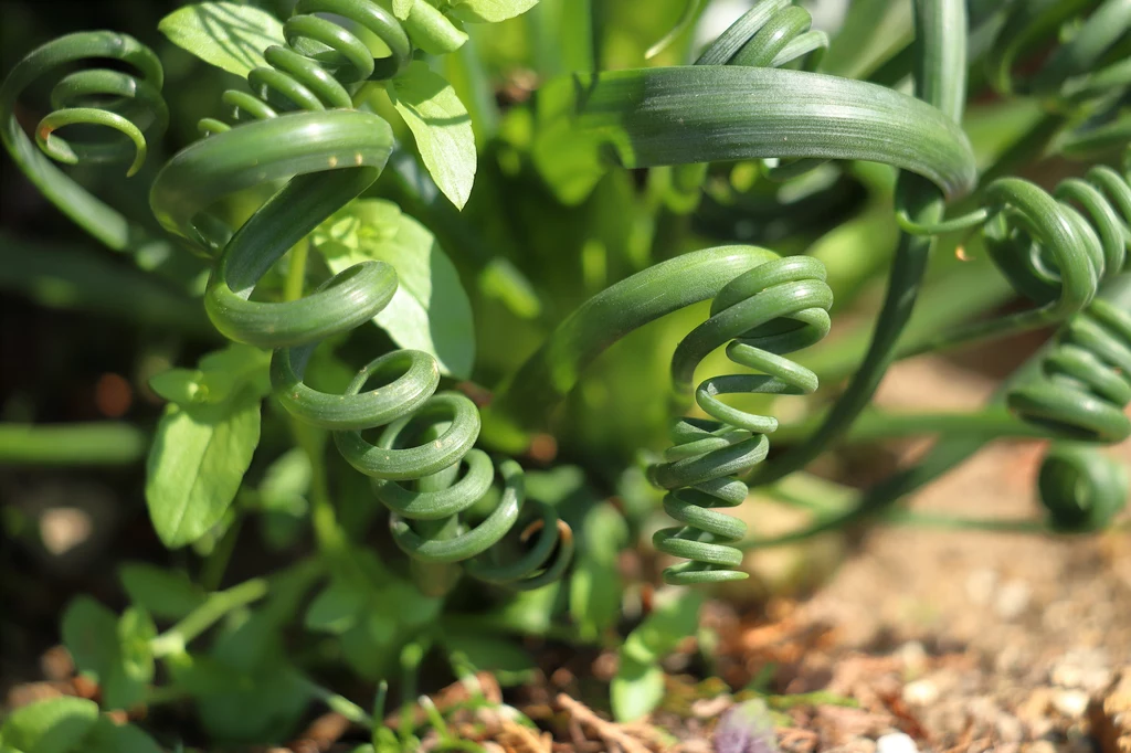 Albuca spiralis - poznaj tę niebanalną roślinę