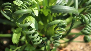 Im więcej światła, tym silniejsze spirale. Jej kwiaty pachną wanilią