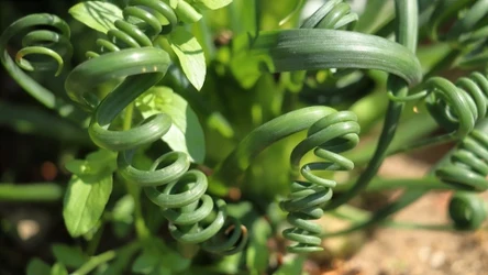 Albuca spiralis - poznaj tę niebanalną roślinę