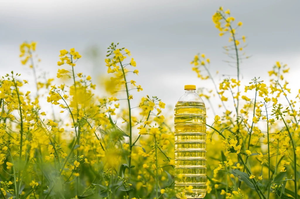 Producenci oleju domagają się odblokowania możliwości importu rzepaku z Ukrainy