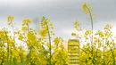 Producenci oleju domagają się odblokowania możliwości importu rzepaku z Ukrainy
