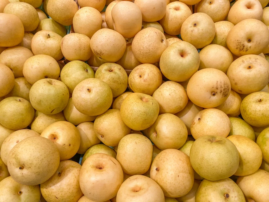 Grusza azjatycka przepięknie kwitnie i wydaje dużo owoców Grusza azjatycka przepięknie kwitnie i wydaje dużo owoców