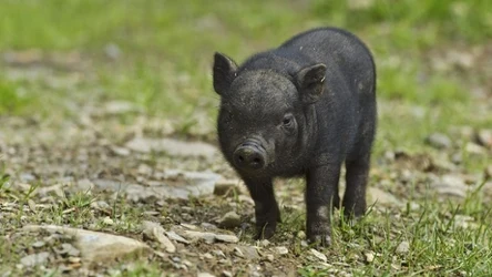 Świnki wietnamskie w Kampinoskim Parku Narodowym. To zagrożenie dla rodzimej przyrody