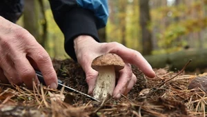 Grzybnia polskich grzybów mogła ucierpieć. Jest wyjaśnienie sytuacji w lasach
