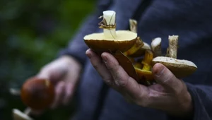 Popadał letni deszcz. Jak szybko urosną grzyby w lesie?