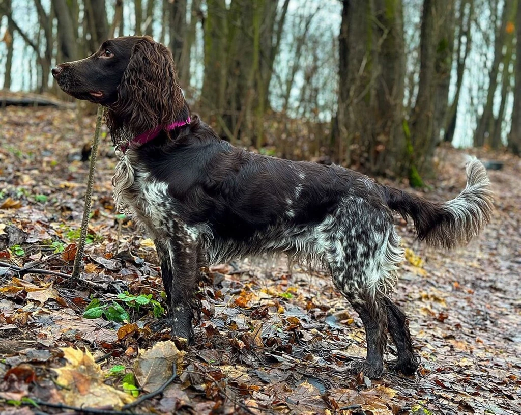 Brązowo-biały pies rasy spaniel stoi na ścieżce w lesie, otoczony opadłymi liśćmi i wilgotnym podłożem, nosi fioletową obrożę i uważnie patrzy w bok.