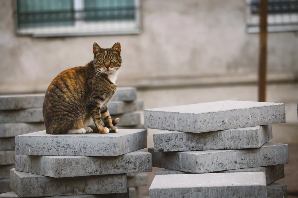 Obsesja kotów na punkcie geometrii jest łatwo zauważalna Kot o prążkowanym futrze siedzi na stosie betonowych płyt ustawionych przed szarą ścianą budynku.