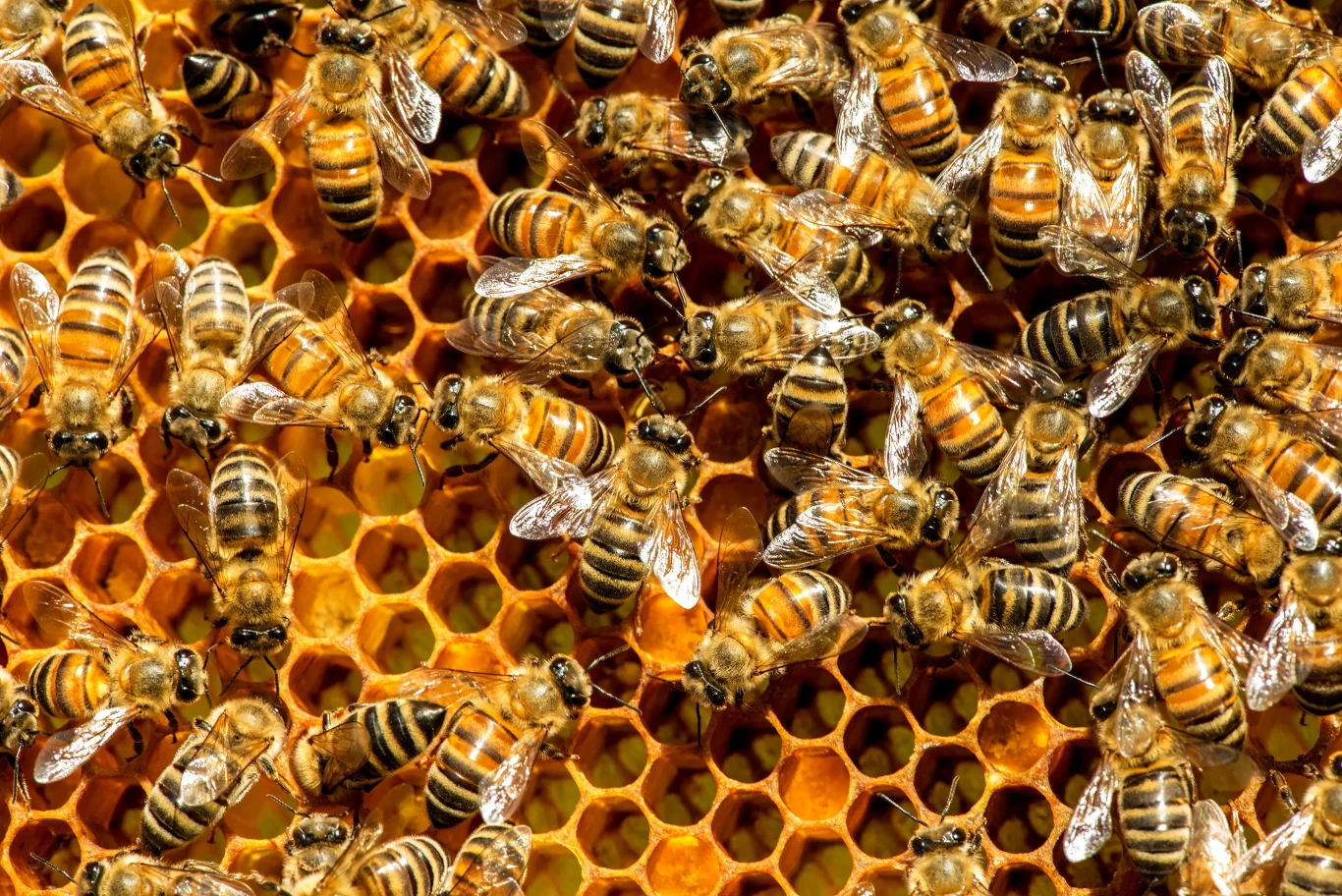 Pszczoły stały się atrakcją w Katowicach