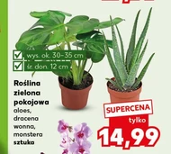 Roślina doniczkowa Ok.