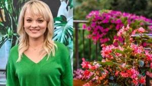 Jakie kwiaty na balkon słoneczny, a jakie do cienia? Kasi Jody przepis na piękny balkon bez rozczarowania
