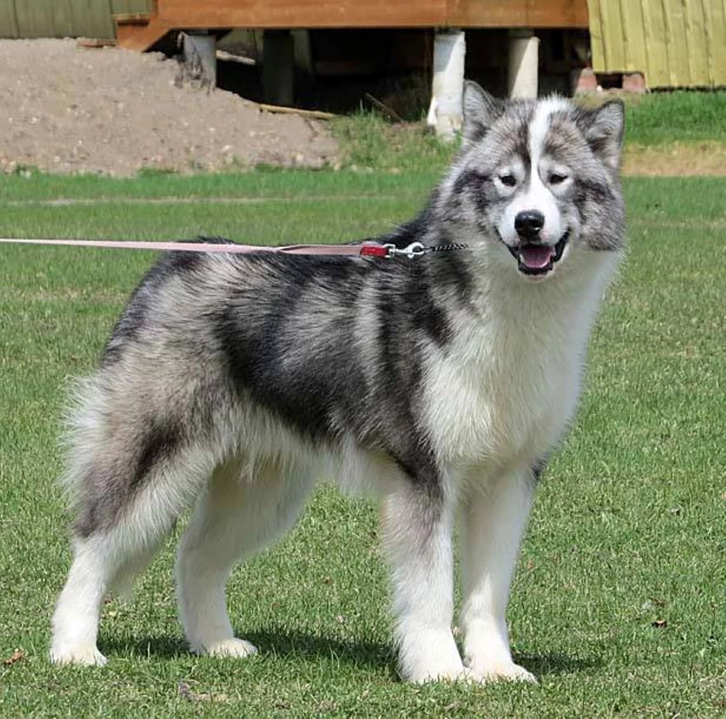 Pies rasy husky o puszystym, szaro-białym futrze stoi na trawie na smyczy, z wyraźnie widocznym pyskiem i uśmiechniętym wyrazem pyska.