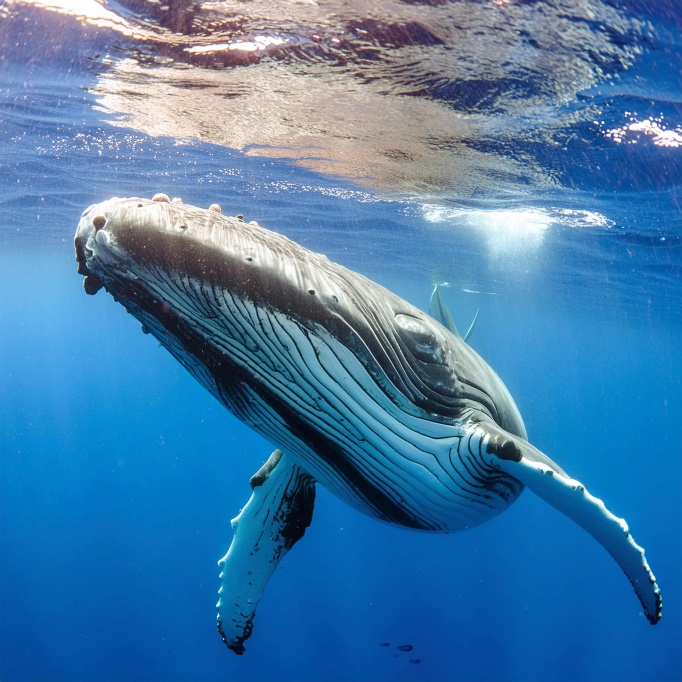 Olbrzymi wieloryb unoszący się tuż pod powierzchnią lazurowej wody, z widocznymi detalami fałdów skórnych na brzuchu, otoczony spokojną taflą oceanu i delikatnie odbijającym się światłem słonecznym.
