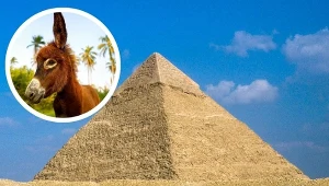 Potęga Egiptu nadawała szczególnego znaczenia nawet osłom z kaju faraonów