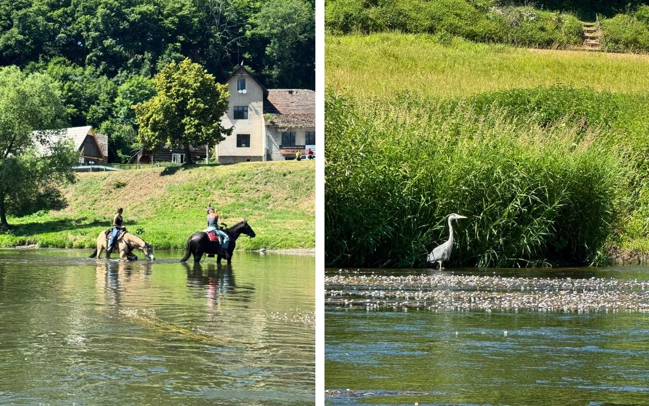 Dwoje jeźdźców na koniach brodzi przez płytką rzekę na tle domów i zieleni po lewej stronie, po prawej bocian stoi w wodzie wśród trzcin i wysokiej trawy.