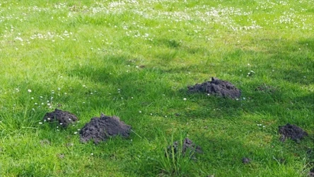 Hiszpańscy naukowcy odkryli nowy gatunek kreta