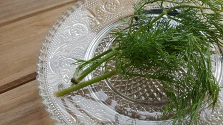 Jak przechowywać koperek, by długo zachował świeżość?