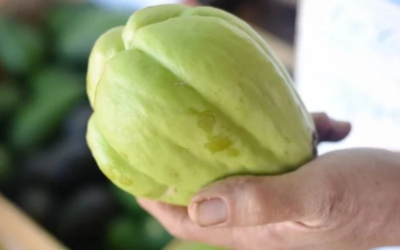 Kolczoch jadalny wywodzi się z Ameryki Środkowej i słynie z delikatnego smaku Jasnozielone warzywo chayote trzymane w ludzkiej dłoni, w tle rozmyte kontury innych warzyw.