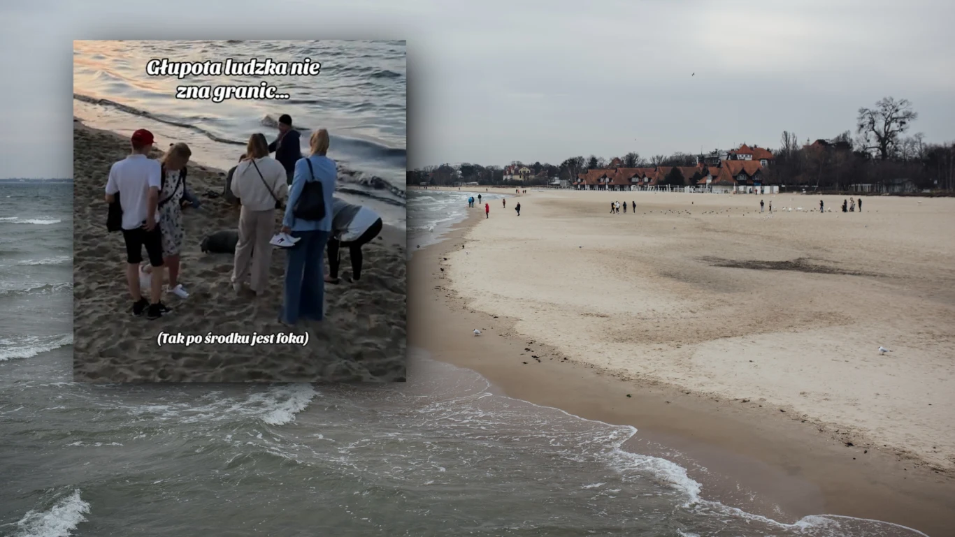Turyści nie wiedzą, jak zachować się gdy na plaży wypoczywają foki Grupa osób zbliżona do krawędzi wody na plaży, niektórzy ubrani w jasne ubrania, część z nich stoi bardzo blisko fali, na pierwszym planie cytat krytykujący ich zachowanie; w tle szeroka, pusta plaża oraz spokojne morze.