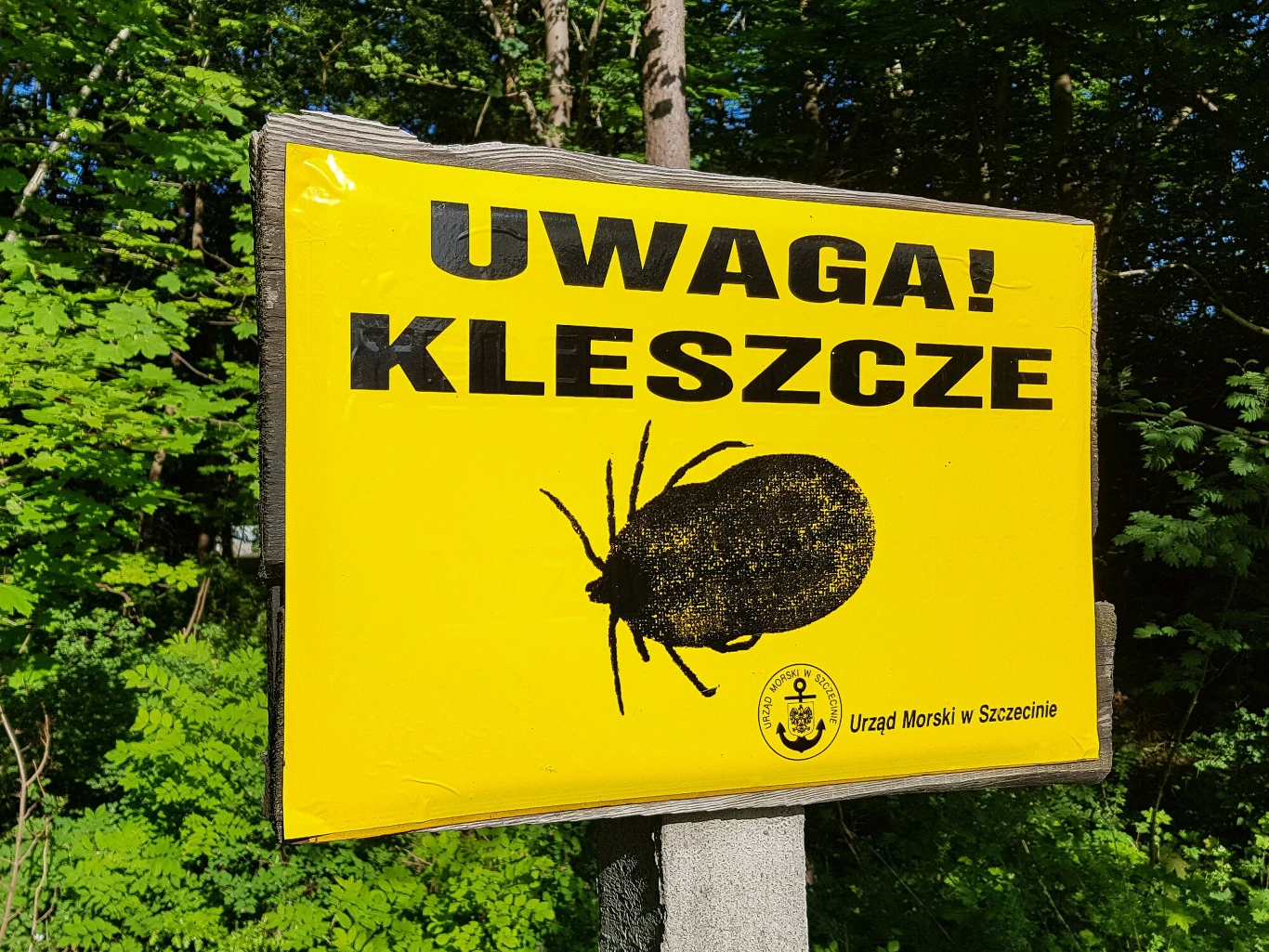 Duży żółty znak z czarnym napisem 'Uwaga! Kleszcze' oraz grafiką przedstawiającą powiększonego kleszcza, umieszczony na tle zielonego lasu.