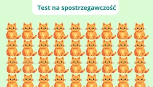 Test na spostrzegawczość: Który kot jest inny?