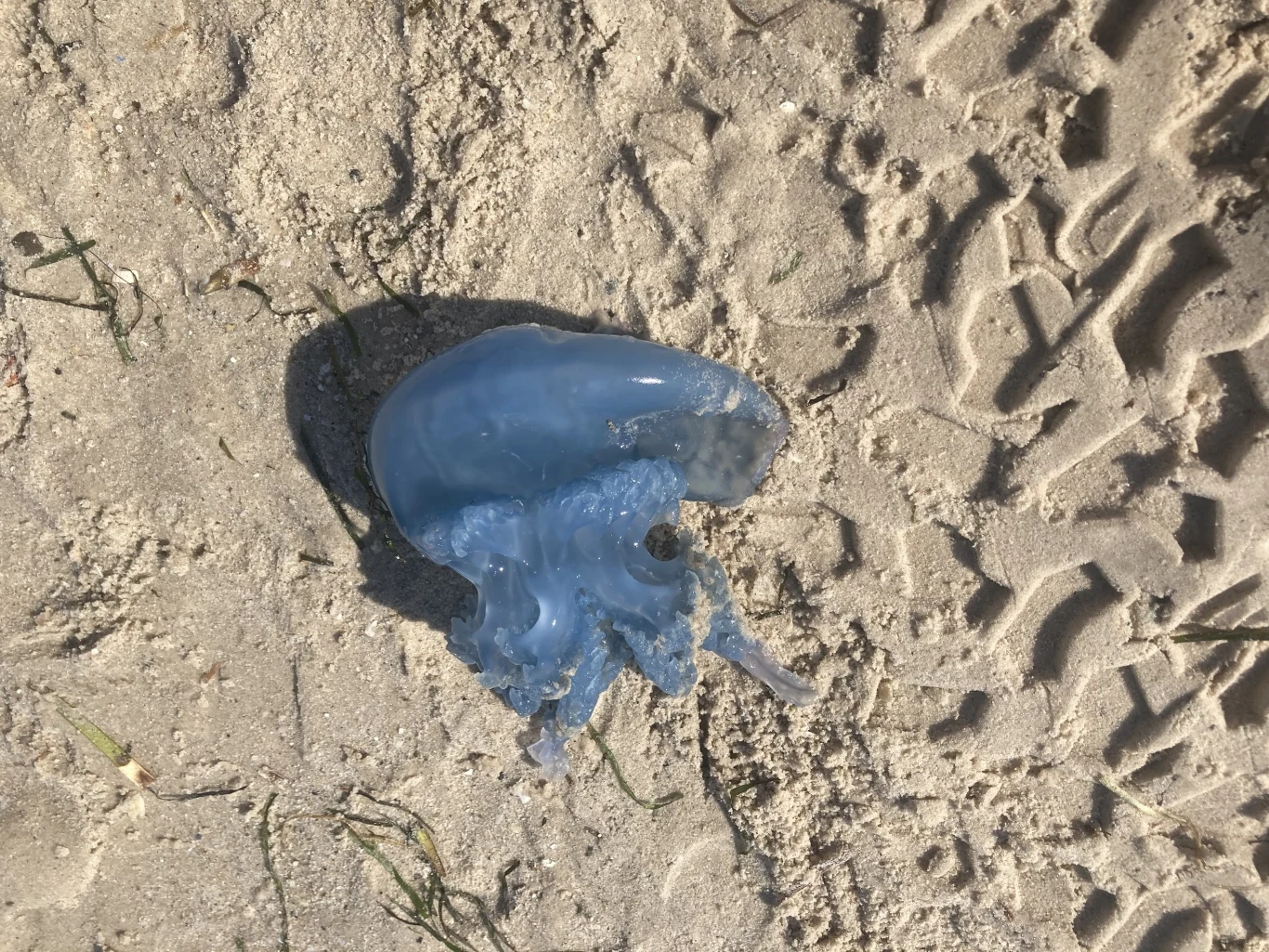 Niebieska meduza leży na jasnym piasku, wokół widoczne są ślady opon i odciski butów.