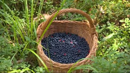 Czysta Polska - odcinek 221