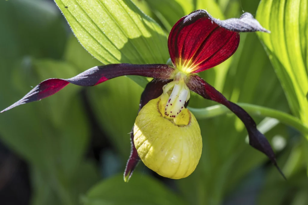 Obuwik pospolity, Cypripedium calceolus