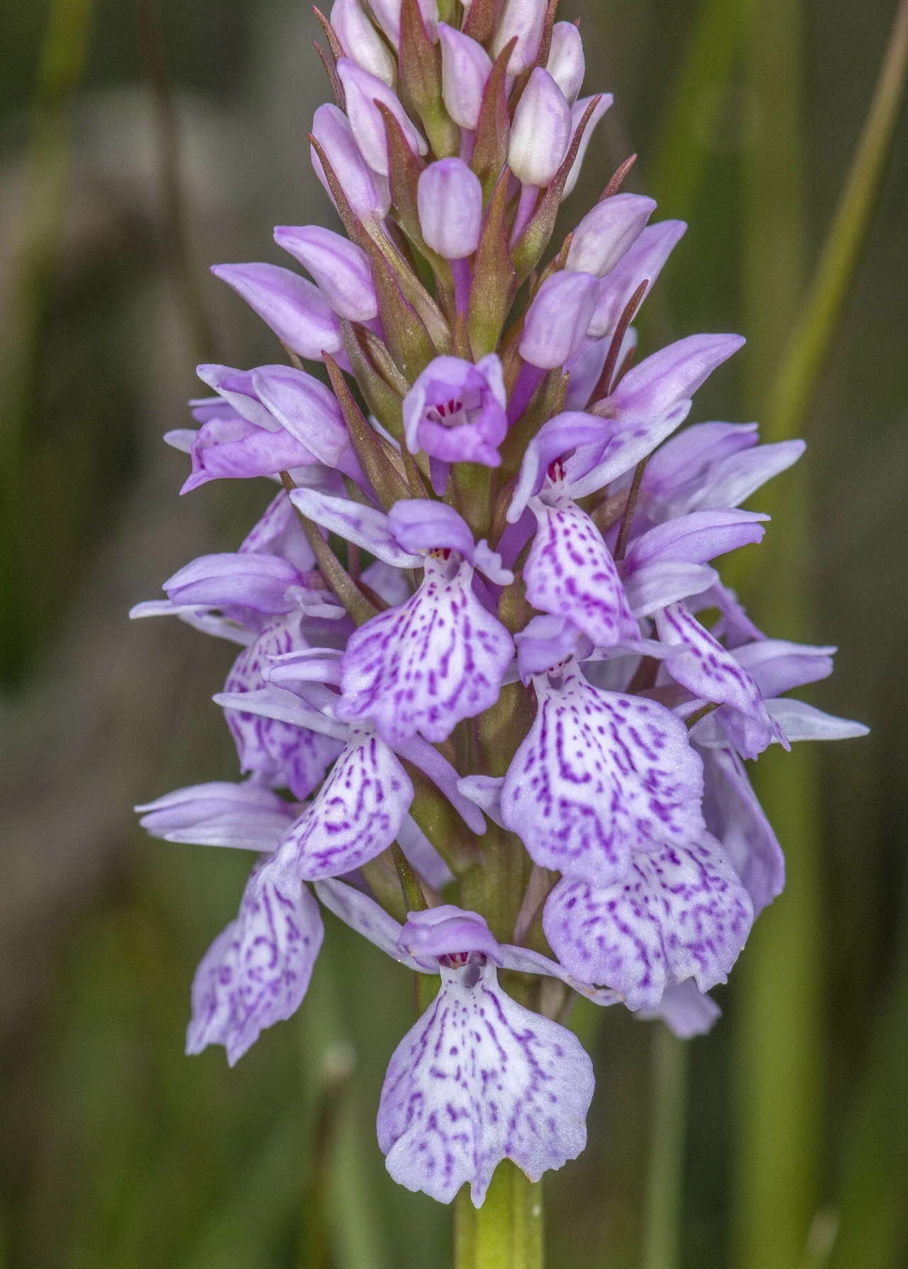 Dactylorhiza maculata, storczyk plamisty rosnący w Tatrach Fioletowy kwiat o wyrazistych, nakrapianych płatkach i długim kwiatostanie, z charakterystycznymi wzorami w kolorze fioletowym i jasnoróżowym, otoczony zielonymi liśćmi i tłem z rozmytych traw.