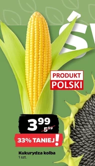 Kukurydza Polski