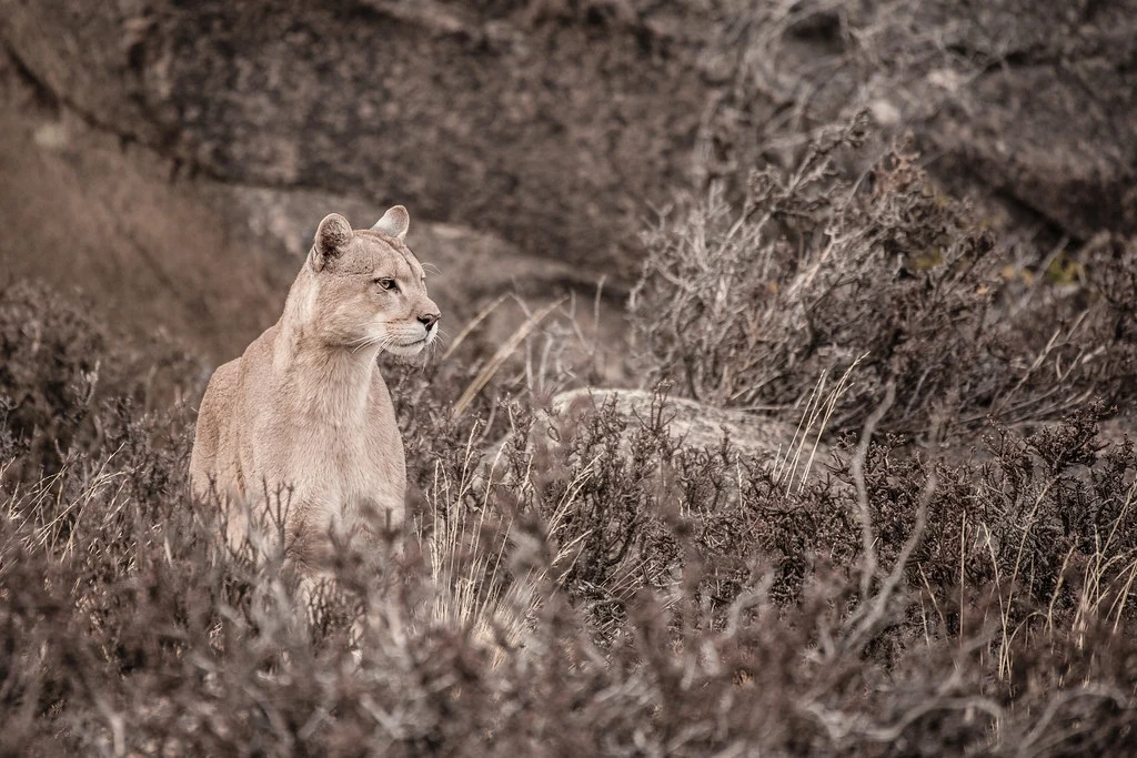 Zdj. ilustracyjne/ Na przedmieściach Buenos Aires grasuje puma Puma stojąca wśród roślinności, czujnie obserwująca otoczenie na tle skalistego terenu.
