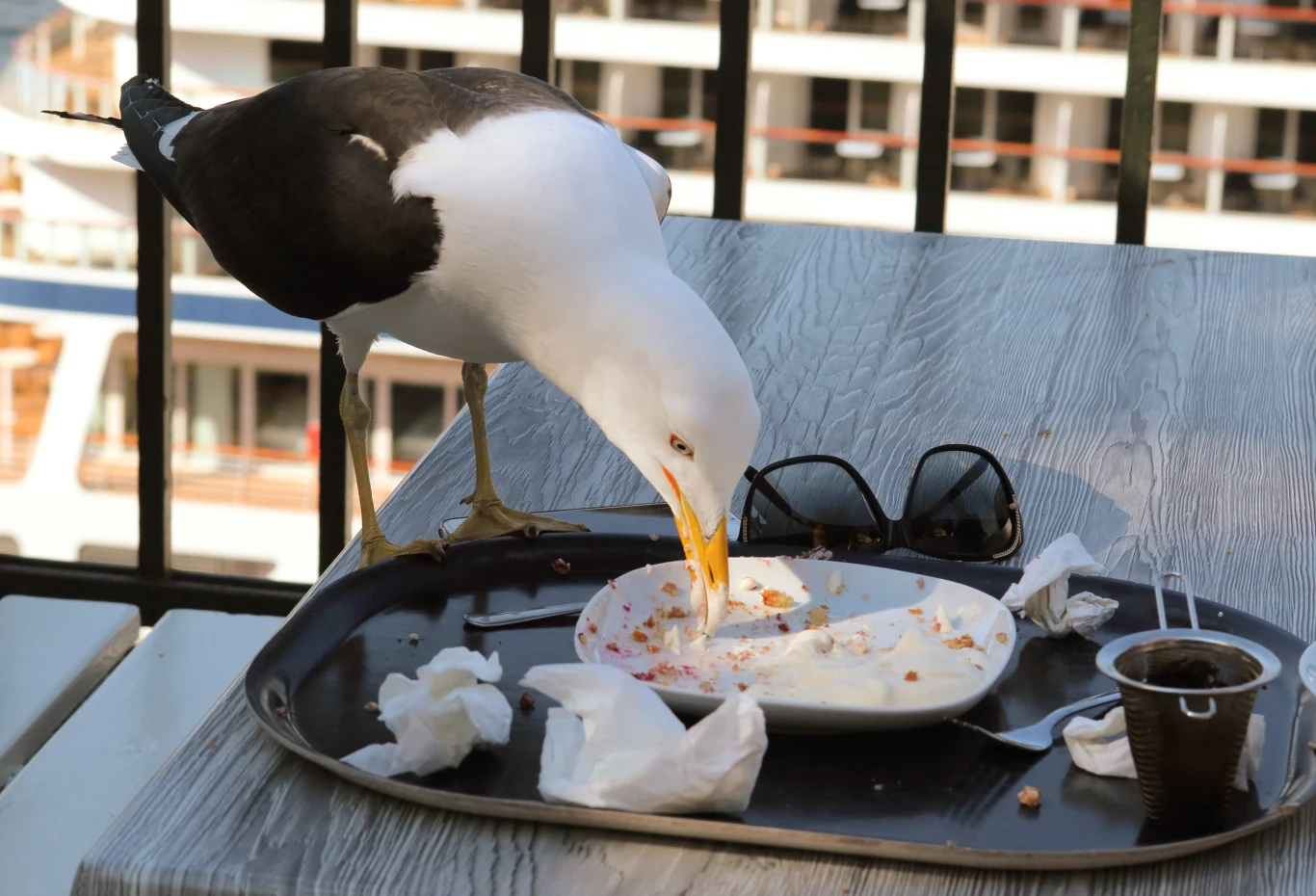 Sceny jak z filmu Hitchcocka. Ptaki atakują klientów restauracji Mewa jedząca resztki z talerza na tacy jednorazowej, wokół porozrzucane papierowe serwetki i plastikowy kubeczek, obok ciemne okulary przeciwsłoneczne, w tle fragmenty statku lub budynku.