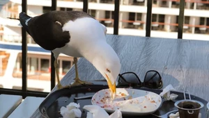 Sceny jak z filmu Hitchcocka. Ptaki atakują klientów restauracji