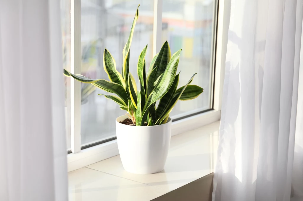 Jak pielęgnować sansewierię? Naturalny nawóz przyspieszy jej wzrost Jak pielęgnować sansewierię? Naturalny nawóz przyspieszy jej wzrost