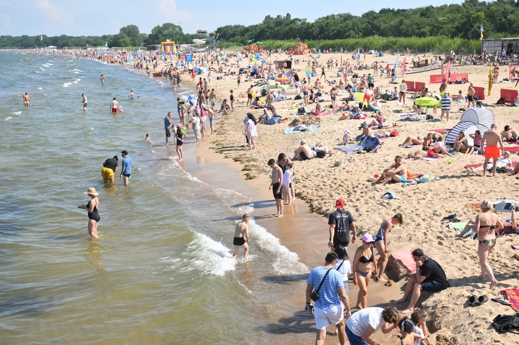 Jakie meduzy występują na polskich plażach? Groźne gatunki żyją również w Bałtyku. Jakie meduzy występują na polskich plażach? Groźne gatunki żyją również w Bałtyku.