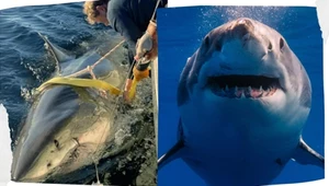 Największy znany żarłacz biały pojawił się koło dużego miasta. Waży 800 kg