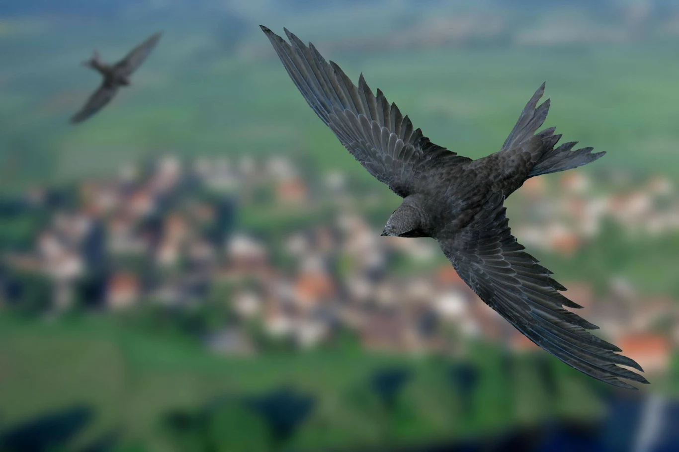 Jerzyk szybujący nad rozmazanym krajobrazem wiejskim, drugi ptak widoczny w tle, ostre skrzydła rozpostarte, sceneria podkreśla swobodę lotu.