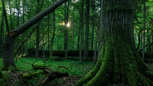 Lasy pierwotne magazynują o wiele więcej dwutlenku węgla niż zakładaliśmy