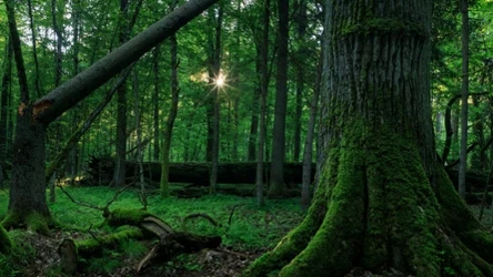 Lasy pierwotne magazynują o wiele więcej dwutlenku węgla niż zakładaliśmy