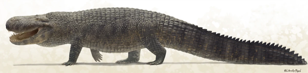 Purussaurus był wielkim kajmanem z Ameryki Południowej Prehistoryczny wielki gad przypominający współczesnego krokodyla z masywnym ciałem, wydłużonym pyskiem oraz pokaźnym ogonem, poruszający się po lądzie