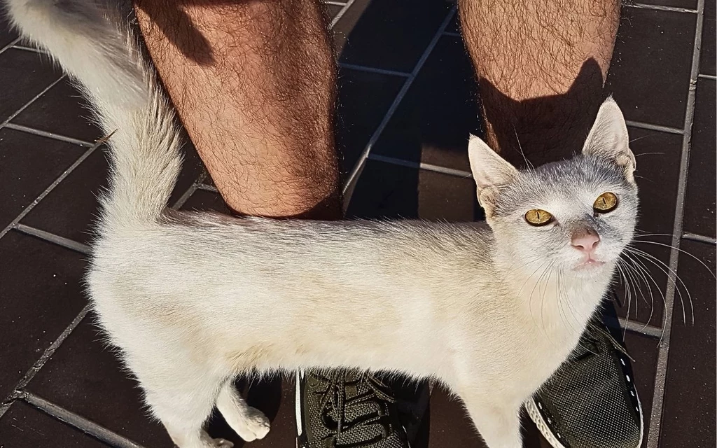 Nie każdy gest zawsze oznacza to samo. Tak kot okazuje sympatię i przeprosiny Jasnoszary kot z bursztynowymi oczami stoi na chodniku pomiędzy nogami osoby w sportowych butach, patrząc do góry z ciekawością.