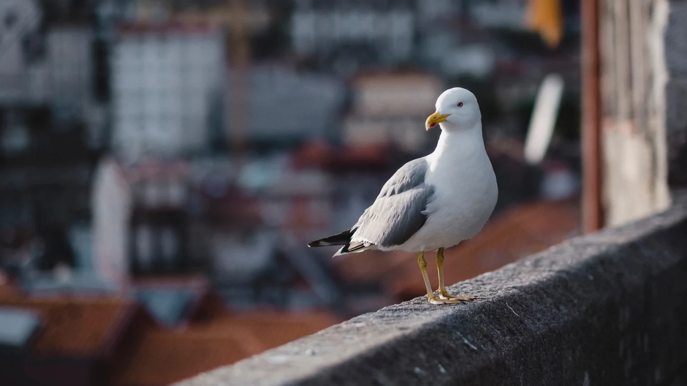 Porto ma duży problem z mewami i gołębiami Mewa stojąca na betonowej balustradzie z rozmytym miejskim tłem w tle.