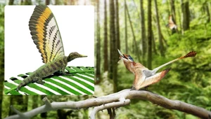 Zaskakujące, co ta jaszczurka ma na grzbiecie. Wygląda jak motyl