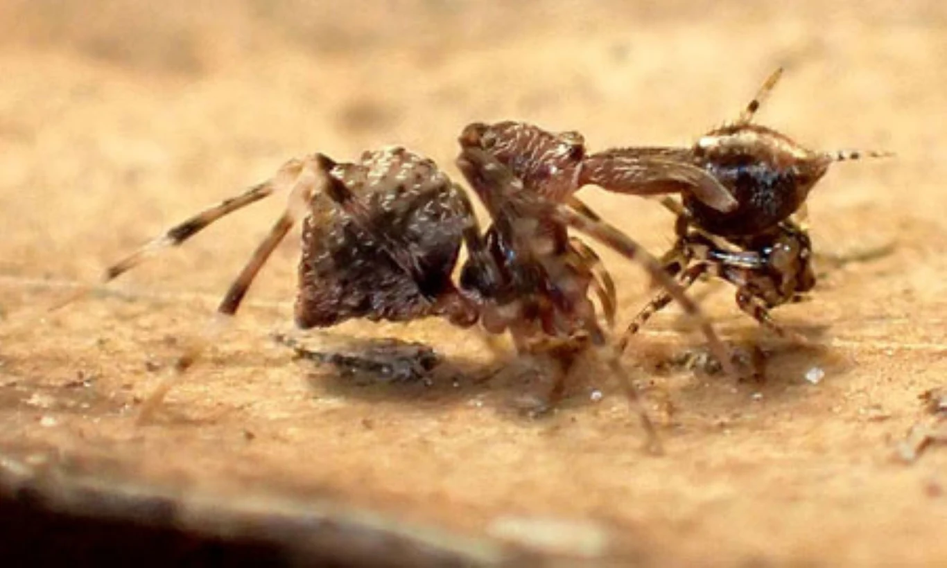 Zephyrarchaea austini to pająk-zabójca z Wyspy Kangura Brązowy pająk o nietypowej budowie ciała, przypominającej mrówkę, na rozmytym, jasnobrązowym tle.