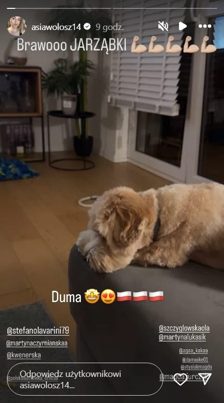 Pies leżący na kanapie w przytulnym salonie, przed dużym oknem z roletą; w tle doniczka z rośliną oraz ramka na zdjęcie.