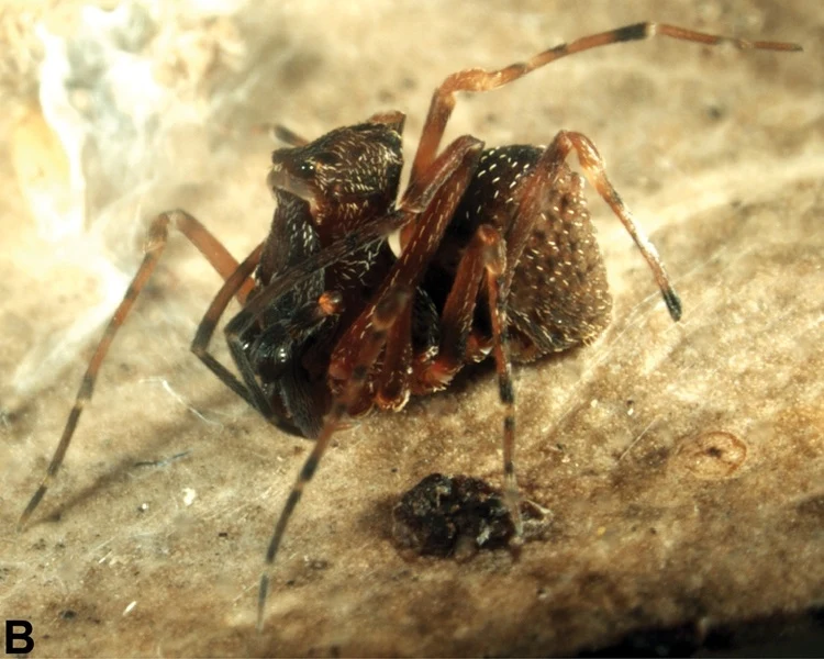 Zephyrarchaea vichickmani to jeden z australijskich "pająków-zabójców" Brązowo-czarny pająk o długich, cienkich odnóżach siedzi na jasnym podłożu o chropowatej fakturze, widoczne wyraźne włoski na odwłoku i odnóżach.
