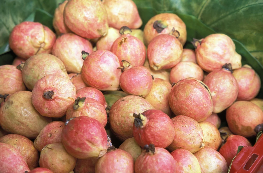 Gujawa. Rośliny te występują naturalnie na Karaibach, w Ameryce Środkowej i w północnej części Ameryki Południowej. Gujawa. Rośliny te występują naturalnie na Karaibach, w Ameryce Środkowej i w północnej części Ameryki Południowej.